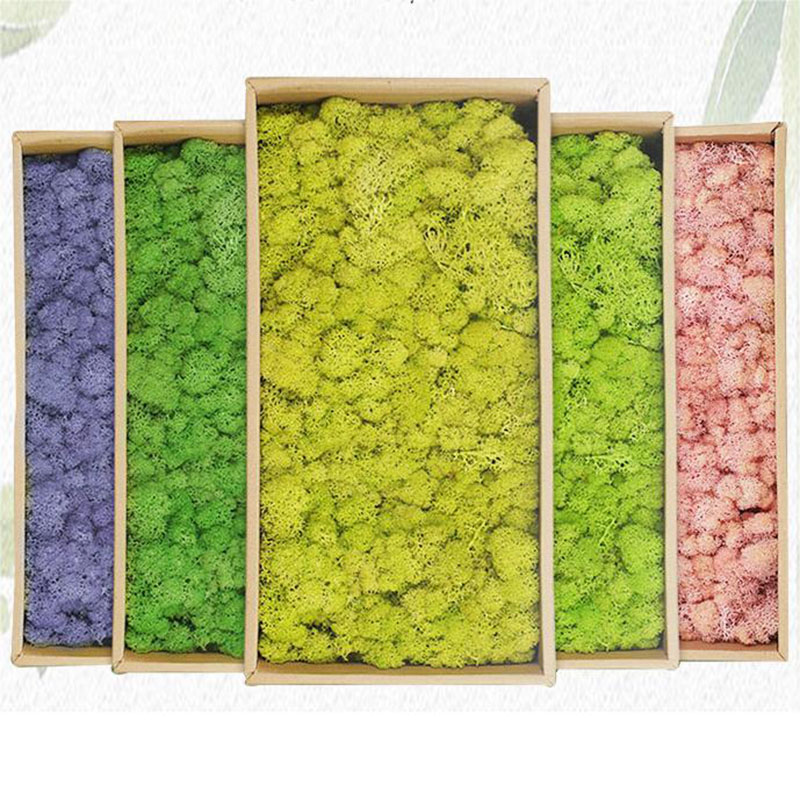 Sphagnum Moss Dry - 20g Artificial Green Plants Eternal Life